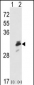 ERP29 Antibody (Center)